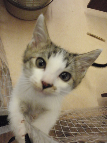 仔猫里親募集