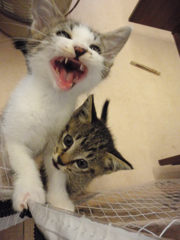仔猫里親募集