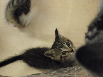 仔猫里親募集