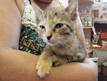 仔猫里親募中4