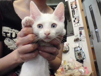 仔猫里親募中4