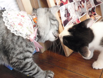 ヒナタ君