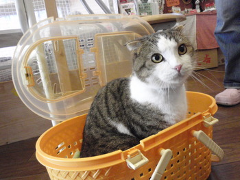 豆太君
