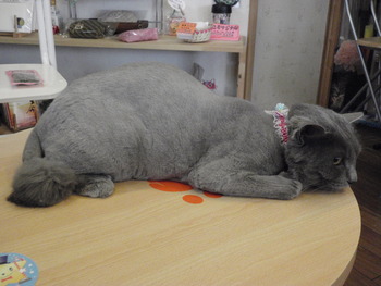 イクちゃん
