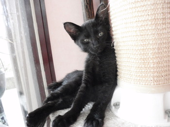仔猫里親募集3＋1
