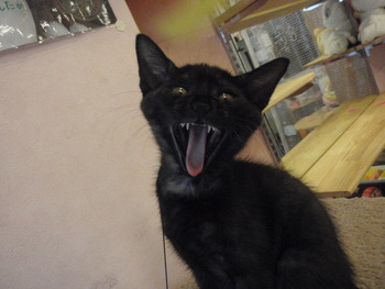 仔猫里親募集中