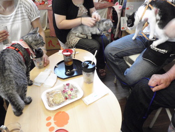 ねこンパ♪