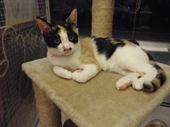 仔猫里親募集2＋2