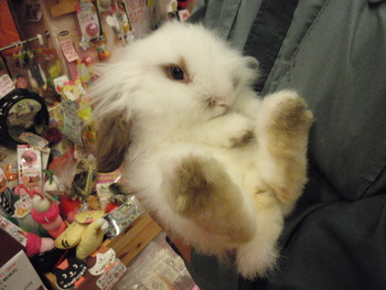 ２０１１年うさぎ販売