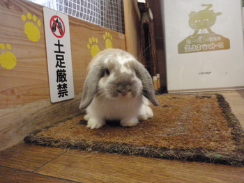 ぽぽたん