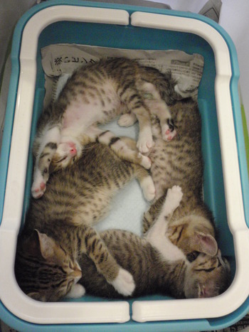 仔猫６兄弟里親募集