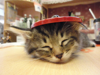 仔猫６兄弟里親募集