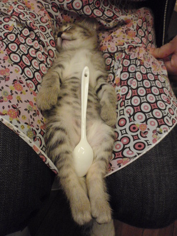 仔猫６兄弟里親募集