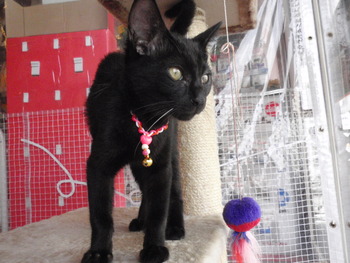 黒猫里親募集