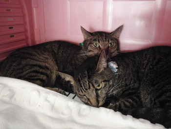 ライ君＆カリ君