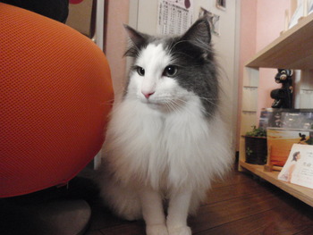 吹雪君