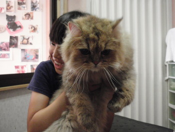 たいが君　猫トリミング