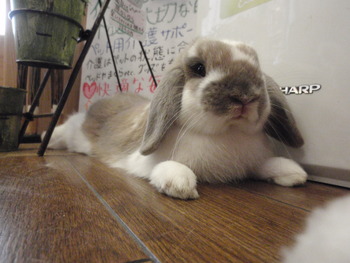 ぽぽたん