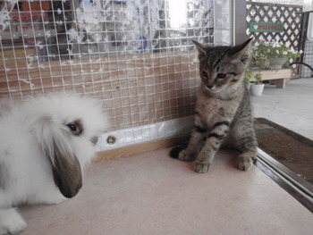 仔猫里親募集
