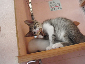 仔猫里親募集