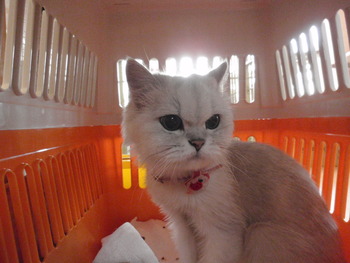 チララちゃん　猫ホテル