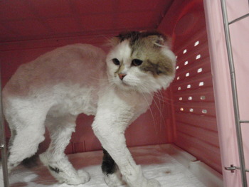 スコ君　猫トリミング