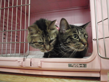 モロちゃん＆パンチちゃん　猫美容室