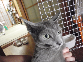 ゆずちゃん　猫ホテル