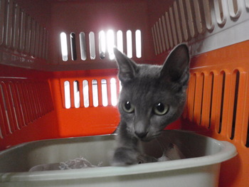 ゆずちゃん　猫ホテル