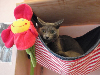 ゆずちゃん　猫ホテル