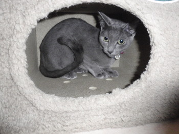 ゆずちゃん　猫ホテル