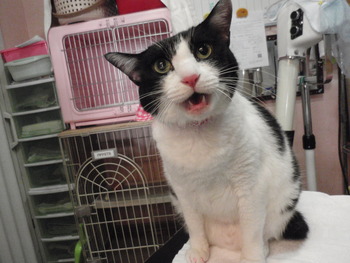 ポンちゃん　猫シャンプー