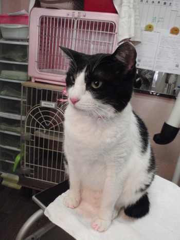 ポンちゃん　猫シャンプー
