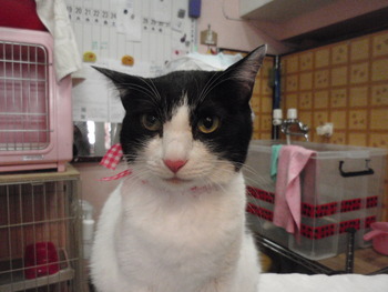 ポンちゃん　猫シャンプー