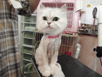 ひよちゃん　猫ライオンカット