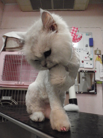 ひよちゃん　猫ライオンカット