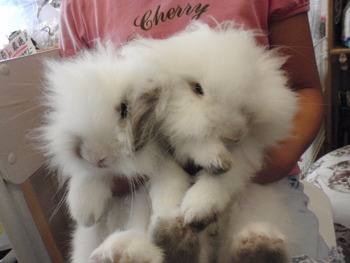 幸せ　うさこ♪