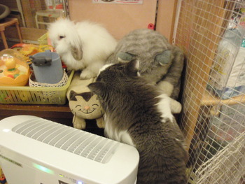 吹雪君　猫ホテル
