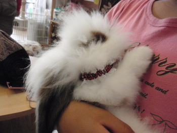 幸せ　うさこ♪