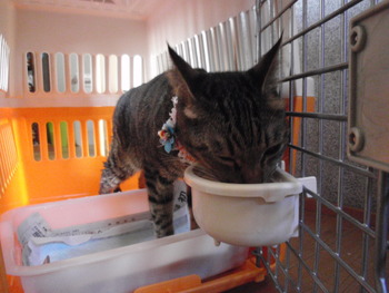 ライ君＆カリ君　猫ホテル