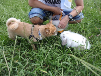 猫＆うさぎ＆犬のピクニック♪