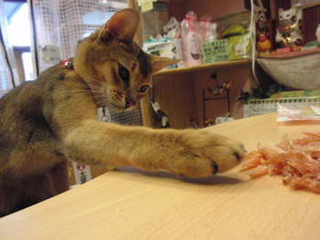 猫カフェみーこ１周年