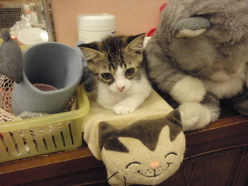 白キジ仔猫里親募集