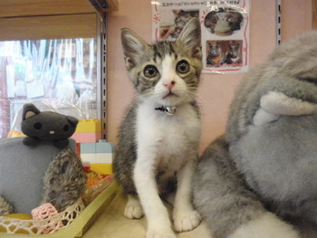 白キジ仔猫里親募集