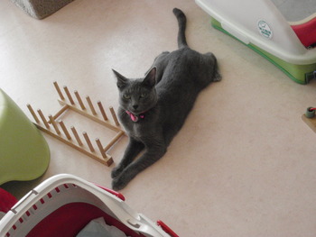 ゆずちゃん　猫ホテル