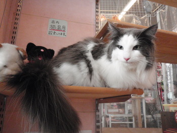 吹雪君　猫美容