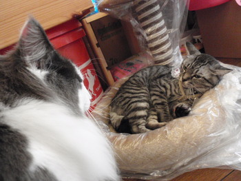 吹雪君　猫美容