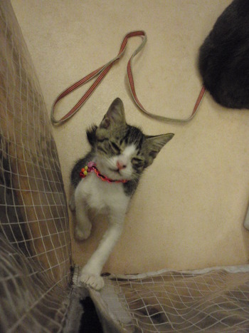 おすまし仔猫ちゃん