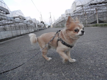 ラックン