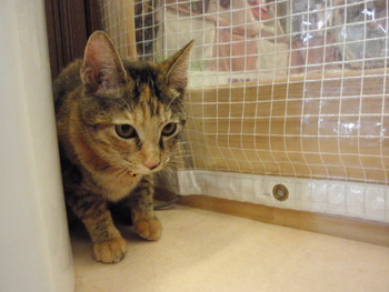ムギ猫里親募集